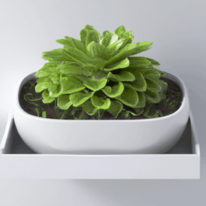 best-ways-to-display-plants-in-your-home.png