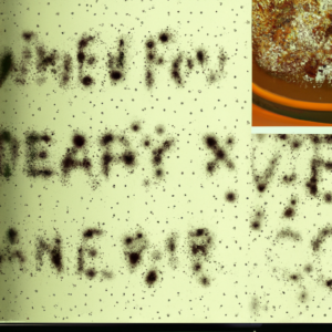 chinese-five-spice-powder-blend.png